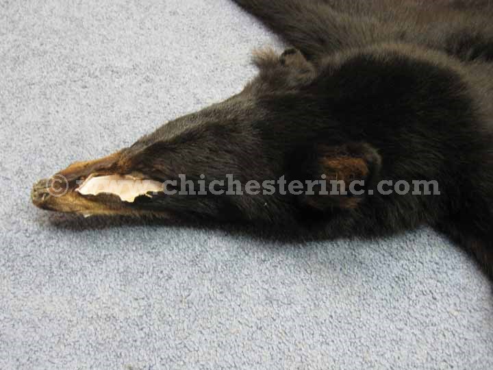 Black Bear Skins (tanned) and Black