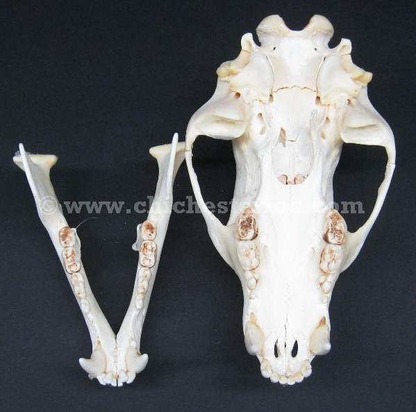 Black Bear Skulls