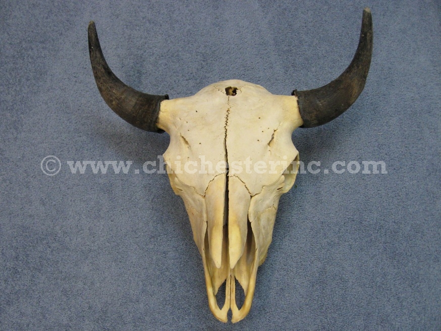 Buffalo Skull or Buffalo Skulls
