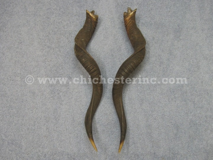 Kudu Horns from South Africa