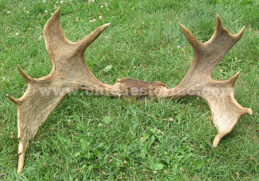 Whole Moose Antler Racks
