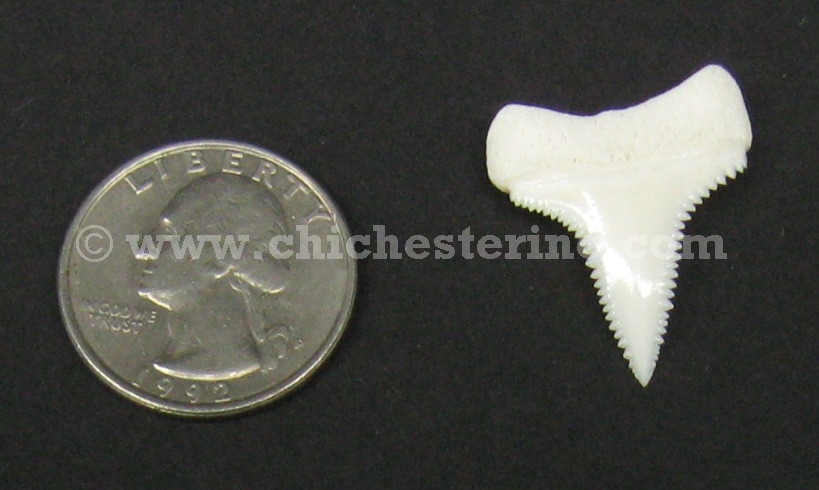 Great White Shark Teeth, Great White Shark Tooth, Shark's Teeth, Sharks