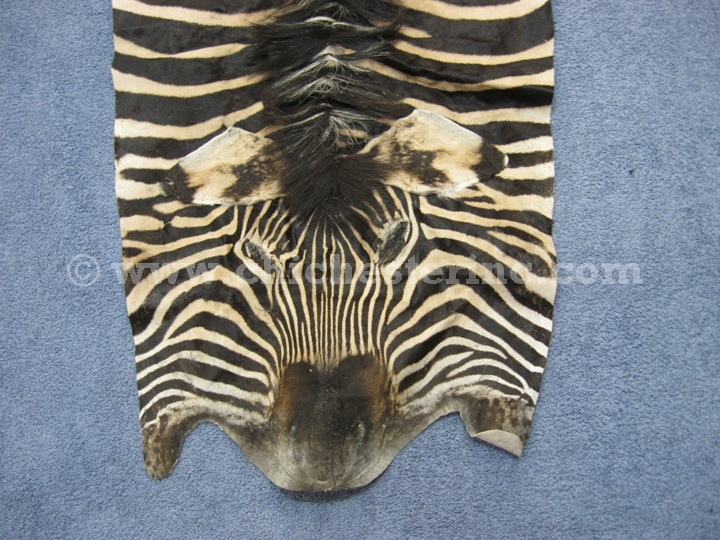 African Zebra Skins, Zebra Skins, Zebra Hides, Zebra Rugs