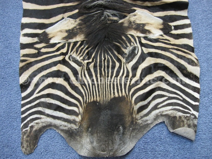 African Zebra Skins, Zebra Skins, Zebra Hides, Zebra Rugs