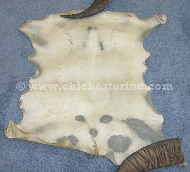 Unborn Calf Rawhide or Slink or Calf Vellum or Calf Parchment