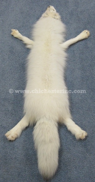 Arctic Fox Feet