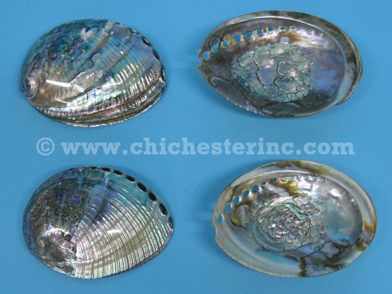 Polished Mexican Abalone Shells, Green Abalone Shells