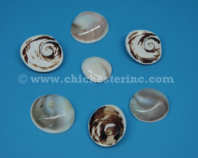 Turbo Shell Operculum, Turbo Imperialis Operculum