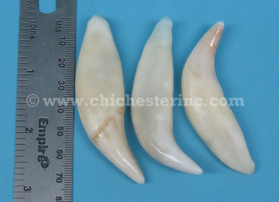 Real Black Bear Teeth or Real Bear Teeth or Bear Tooth or Bear Canines