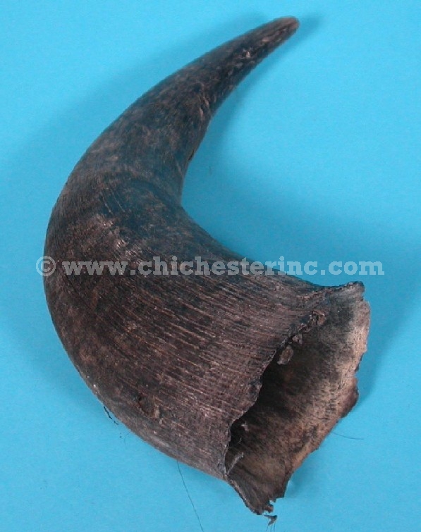 Buffalo Horn or Buffalo Antler or Bison Horn