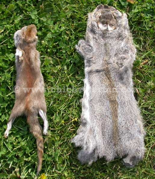 Squirrel Skins or Pelts or Furs or Hides