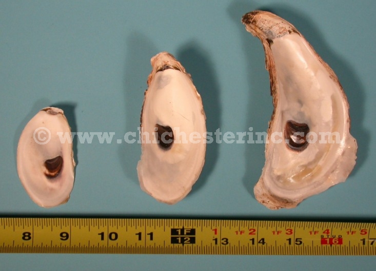 Oyster Shells