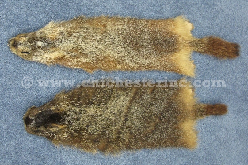Marmota or Rock Chuck or Yellow Bellied Marmot Skin Hide Pelt Fur