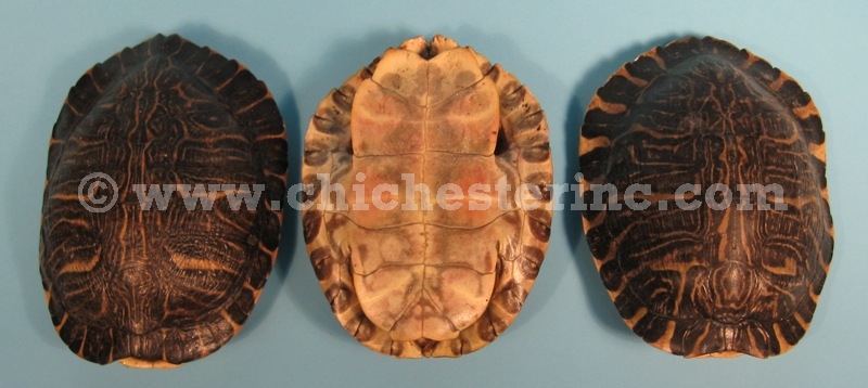 River Cooter Turtle Shell 8-9/" 1077-0809 10UB