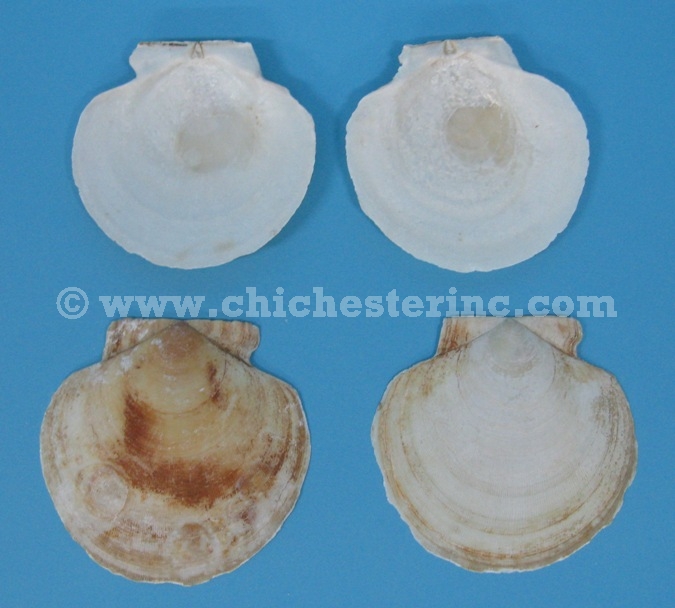 Atlantic Sea Scallop Shell, Where to Buy