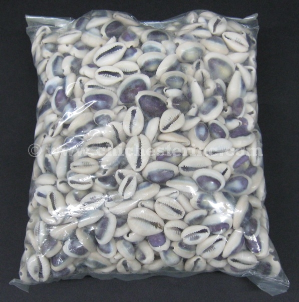 Cowrie Shells or Purple Cowrie Shells