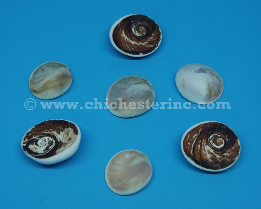 Turbo Shell Operculum, Turbo Imperialis Operculum