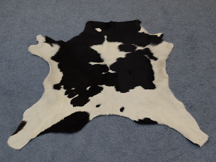 thumbnail interactive-video image 1 of Luxury Cowhides Real Calfskin Rug – Tricolor, 3x3 Ft, Brazil, Country Style 1 of 3