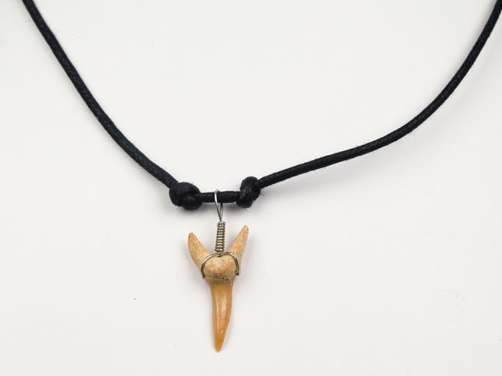 thumbnail image 2 of Real Shark Tooth Necklace – Large Makoshark Teeth, Blue Cord, Wood Beads – Adjustable – Australia 2 of 3