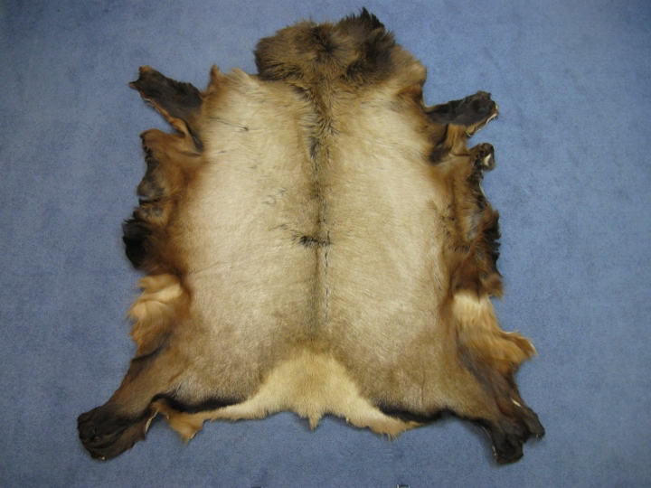 Elk Skins or Elk Hides or Elk Fur or Elk Pelt