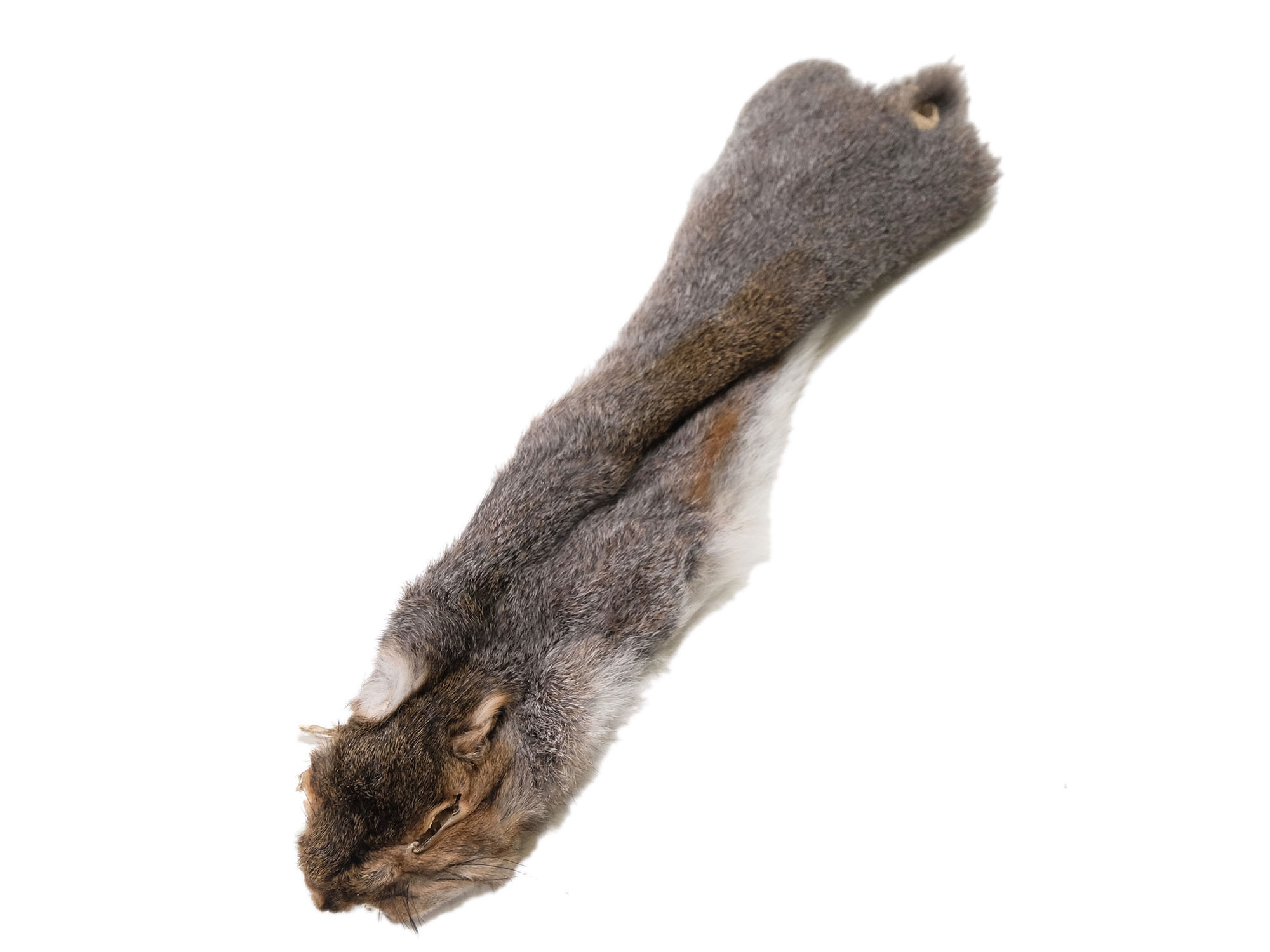 Squirrel pelts Dressed rodents skin hide tanned dressed fur/leather postpaid.. 