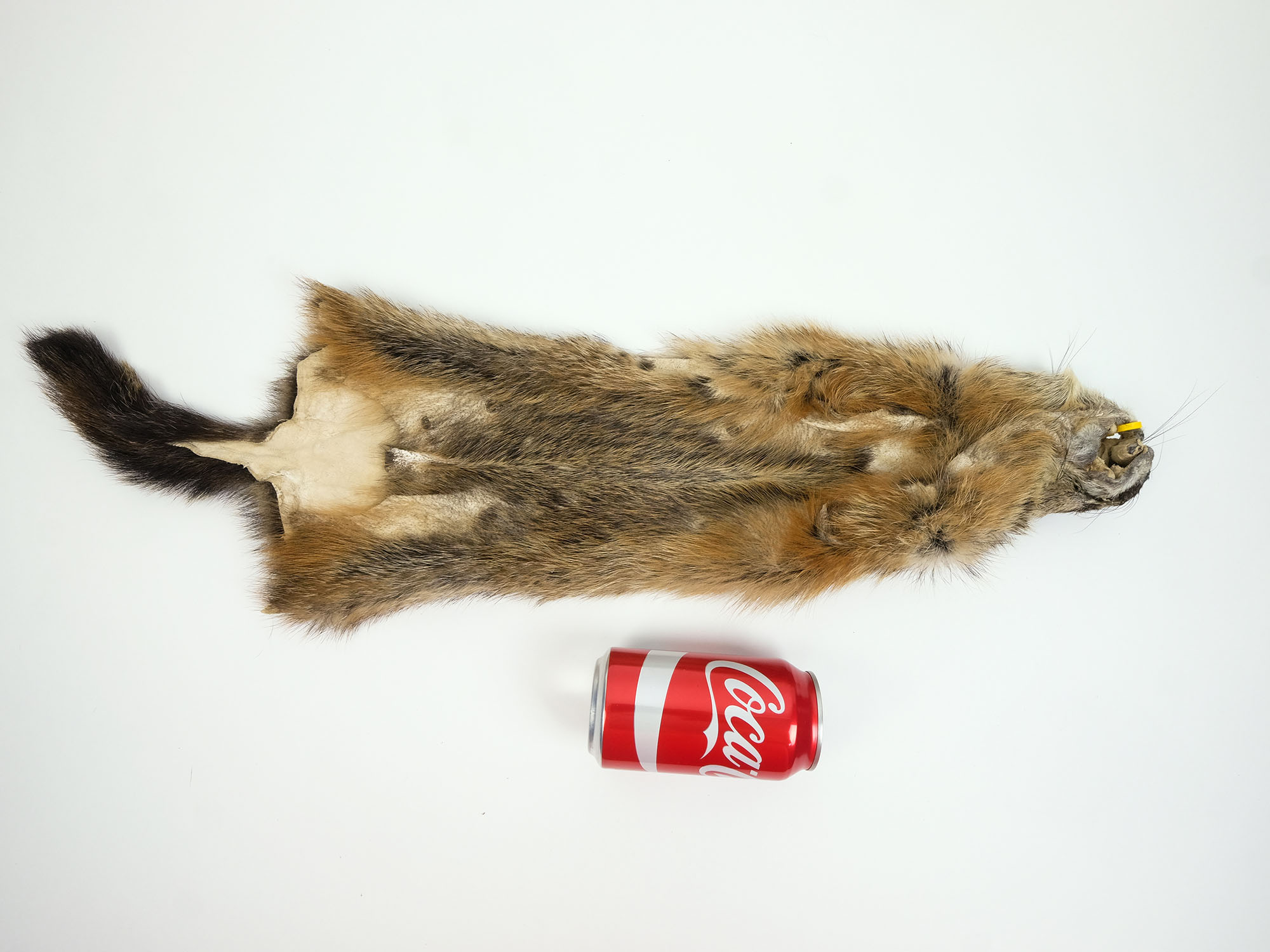 Woodchuck or Wood Chuck or Ground Hog or Groundhog or Whistle Pig Skins ...