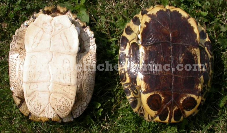Taxidermy Biology 5 Real Turtle Shells 8-9 inch Long Red Eared Slider 