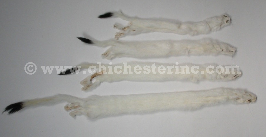 Wholesale Lot Of 10 #2 Quality Tanned Ermine with full Tail/Weasel/Fur/Crafts 